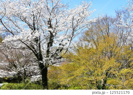 川崎市　生田緑地の満開桜と新緑 125521170