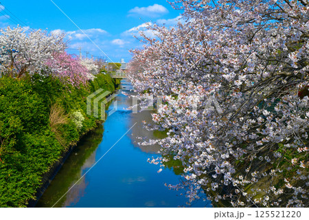 市川市真間川の桜 125521220