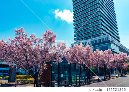 東村山駅西口駅前の桜並木 2025.04　ライトカラー 125521236