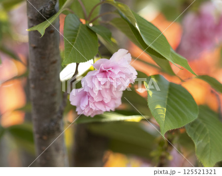 八重桜のクローズアップ 125521321