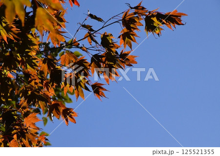 比叡山2024 125521355