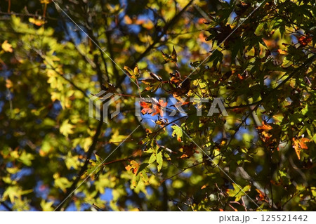 比叡山2024 125521442