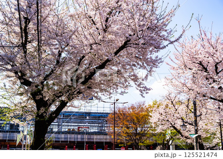 桜咲く高架化工事中の東村山駅東口駅前  2025.04　a-2 高彩度コントラスト 125521474