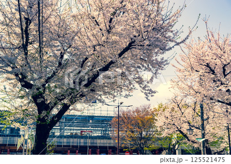 桜咲く高架化工事中の東村山駅東口駅前  2025.04　a-3 暖色寒色強調 125521475