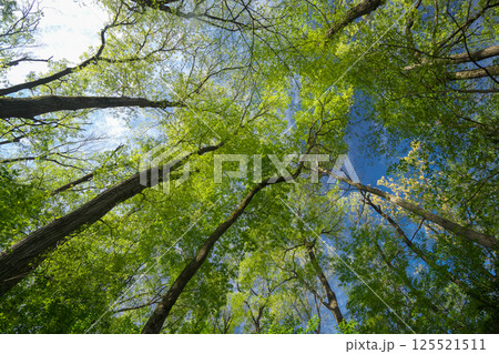 新緑の林で見上げる風景 125521511