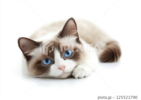 Relaxed cat lying down calmly on a isolated white background and looking directly at the with a tranquil content expression. 125521790