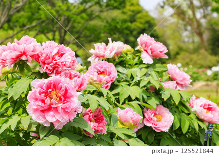 長居植物園　満開のボタン園 125521844