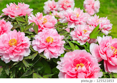 長居植物園　満開のボタン園 125521853