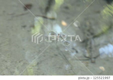 アメンボの雌雄 アメンボの雌雄 125521997