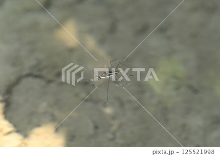 アメンボの雌雄 125521998