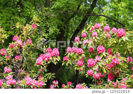 長居植物園　新緑と満開の石楠花 125522014