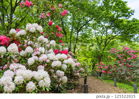 長居植物園　新緑と満開の石楠花 125522015