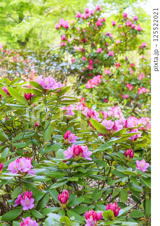 長居植物園　新緑と満開の石楠花 125522021