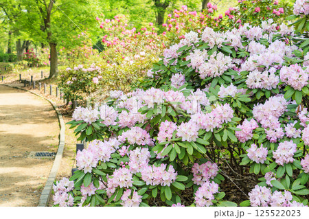 長居植物園　新緑と満開の石楠花 125522023