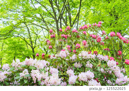 長居植物園　新緑と満開の石楠花 125522025