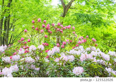 長居植物園　新緑と満開の石楠花 125522026