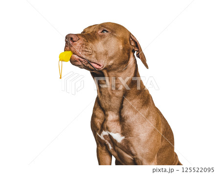 Charming, lovable puppy and referee's whistle. World Cup 125522095