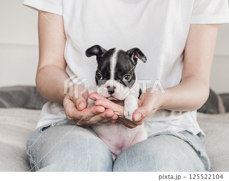 Lovable, pretty puppy and female hands. Close-up 125522104