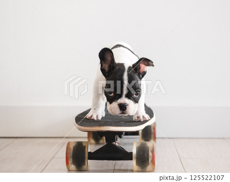 Cute puppy riding a skateboard. Studio shot Cute puppy riding a skateboard. Studio shot 125522107