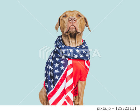 Charming, lovable brown puppy and American Flag Charming, lovable brown puppy and American Flag 125522111