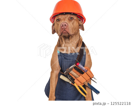 Cute brown dog, apron and orange helmet Cute brown dog, apron and orange helmet 125522118