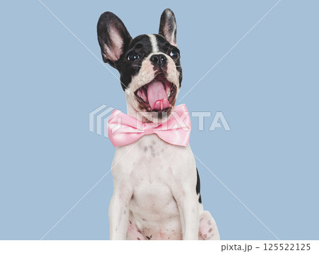 Cute puppy and bright bow tie. Close-up, indoors Cute puppy and bright bow tie. Close-up, indoors 125522125