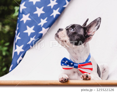 Charming puppy and a bow tie. Closeup Charming puppy and a bow tie. Closeup 125522126