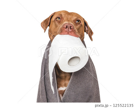 Cute brown dog holding a roll of toilet paper Cute brown dog holding a roll of toilet paper 125522135