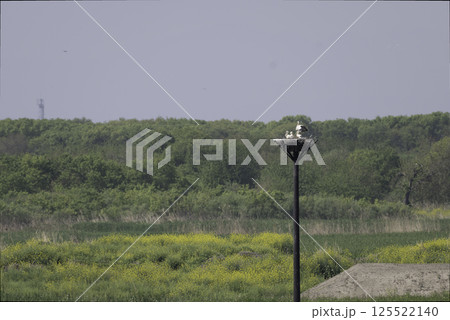 人工巣塔のコウノトリの親子 125522140