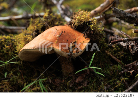 Porcini mushroom edible in forest of China 125522197