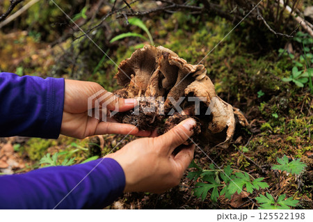 Wild sarcodon imbricatus,edible mushroom in forest of China Wild sarcodon imbricatus,edible mushroom in forest of China 125522198