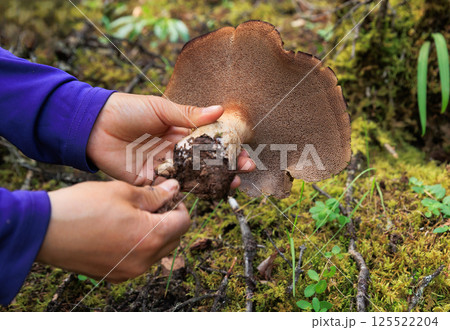 Wild sarcodon imbricatus,edible mushroom in forest of China Wild sarcodon imbricatus,edible mushroom in forest of China 125522204