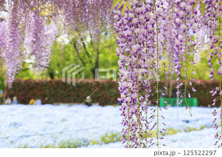 長居植物園　満開のネモフィラと藤の花 125522297