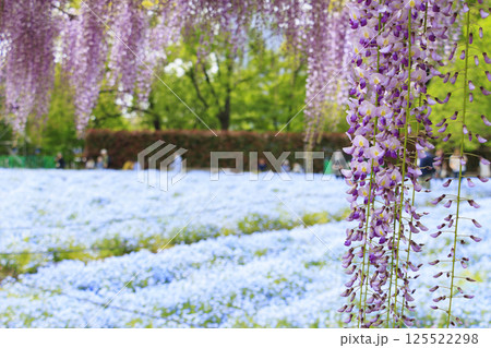 長居植物園 満開のネモフィラと藤の花 長居植物園 満開のネモフィラと藤の花 125522298