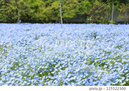 長居植物園 満開のネモフィラと藤の花 長居植物園 満開のネモフィラと藤の花 125522300