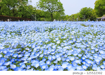 長居植物園　満開のネモフィラと藤の花 125522302