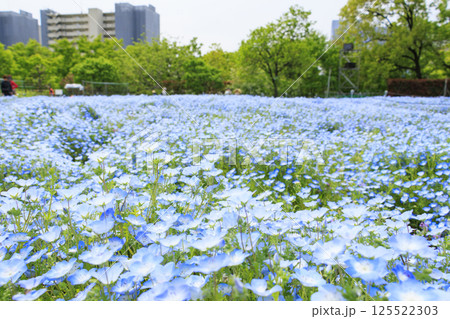 長居植物園 満開のネモフィラと藤の花 長居植物園 満開のネモフィラと藤の花 125522303