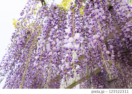 長居植物園　満開のネモフィラと藤の花 125522311