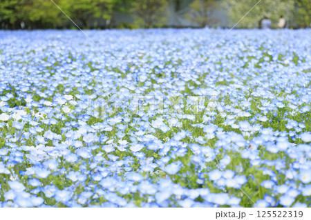 長居植物園　満開のネモフィラと藤の花 125522319
