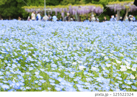 長居植物園　満開のネモフィラと藤の花 125522324