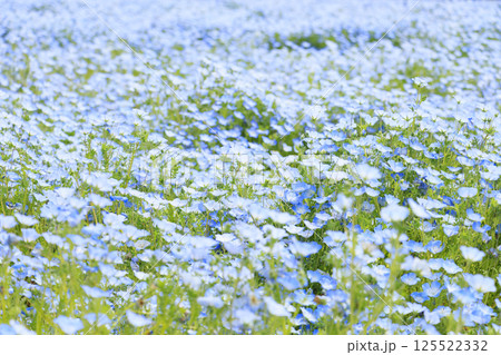 長居植物園　満開のネモフィラと藤の花 125522332