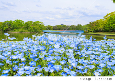 長居植物園 満開のネモフィラと藤の花 長居植物園 満開のネモフィラと藤の花 125522336