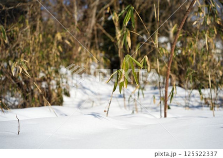 純白の雪に映えるクマザサ 純白の雪に映えるクマザサ 125522337
