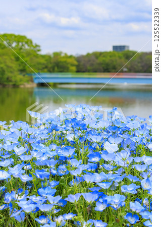 長居植物園　満開のネモフィラと藤の花 125522339