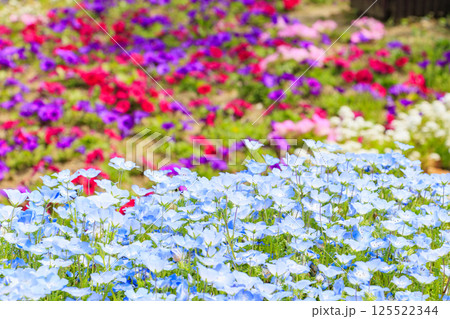 長居植物園　満開のネモフィラと藤の花 125522344