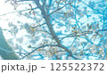桜　青空　背景　フォトバッシュ　 125522372