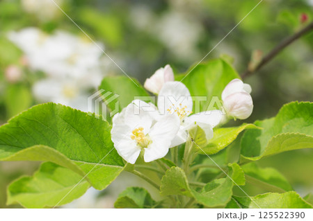 長居植物園　りんごの花 125522390