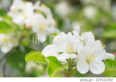 長居植物園　りんごの花 125522392