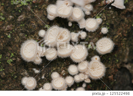 ベージュホワイト色、フワフワの毛をまとうとても美しい自然造形美を魅せるスエヒロタケキノコの幼菌群。 125522498