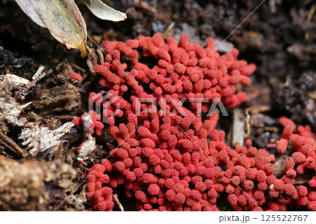 林内でもよく目立つ赤煉瓦色の小さな毛玉集合体のようなウツボホコリ茸アップ(自然環境下マクロ撮影) 林内でもよく目立つ赤煉瓦色の小さな毛玉集合体のようなウツボホコリ茸アップ(自然環境下マクロ撮影) 125522767